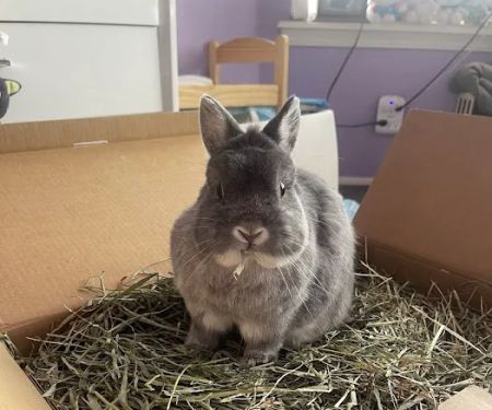 STATVet Animal Urgent Care at Riverside