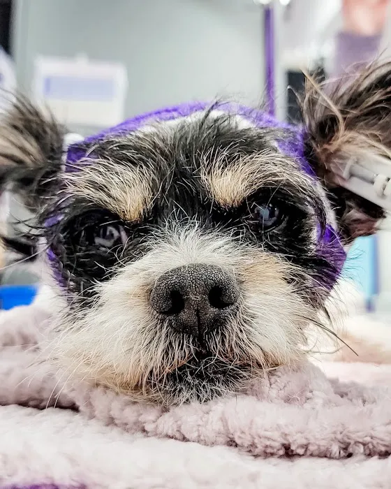 STATVet Animal Urgent Care at Riverside Picture 8