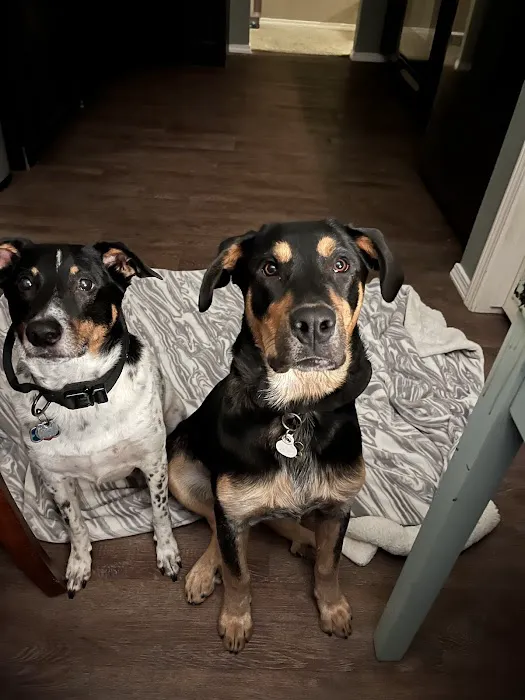 River Trail Animal Hospital and Pet Lodge Picture 2