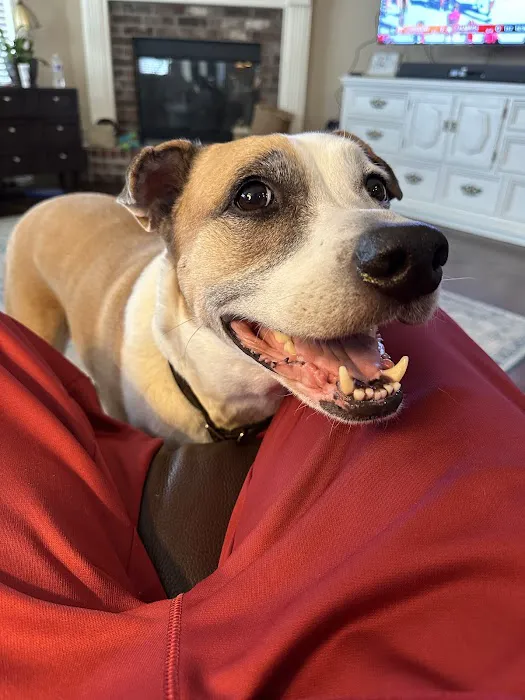 River Trail Animal Hospital and Pet Lodge Picture 3