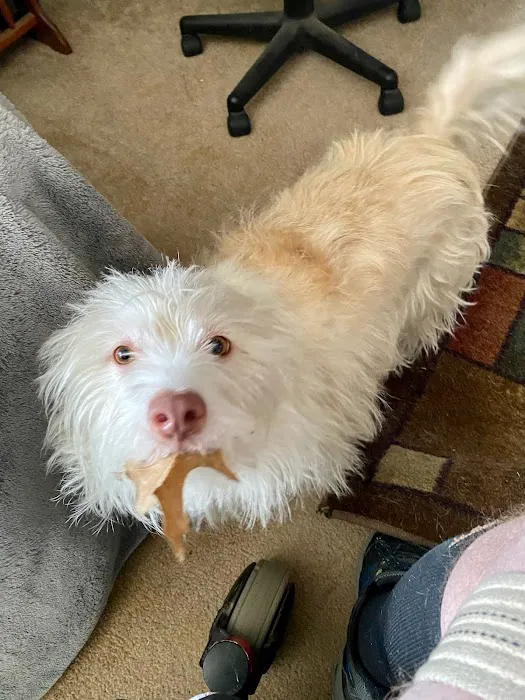 Southside Veterinary Clinic Picture 1