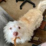 Southside Veterinary Clinic