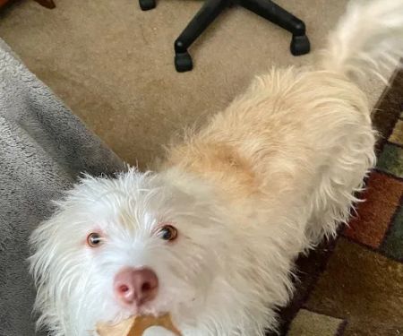 Southside Veterinary Clinic