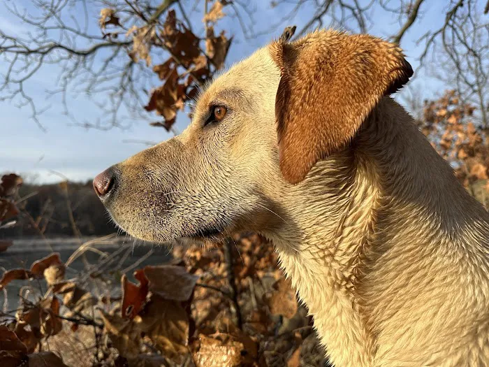 Southside Veterinary Clinic Picture 5