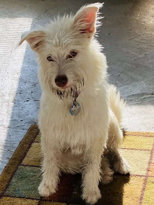 Southside Veterinary Clinic Picture 3