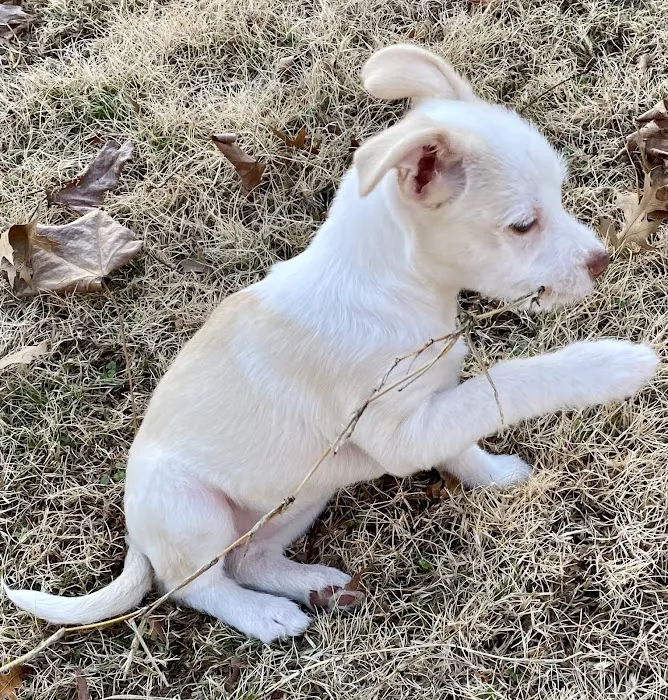 Southside Veterinary Clinic Picture 4