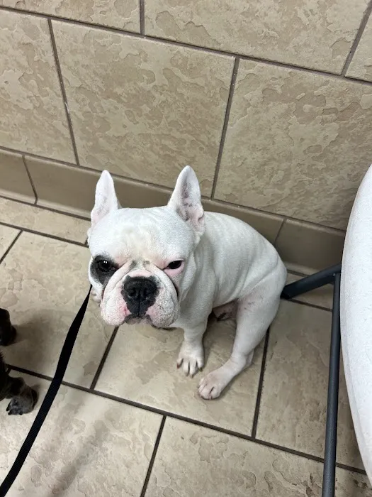 Southside Veterinary Clinic Picture 8