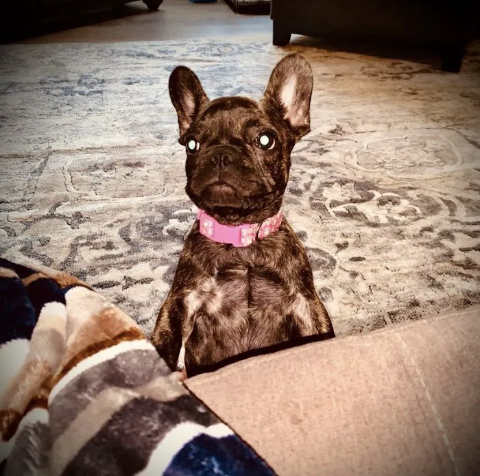 Southside Veterinary Clinic Picture 7