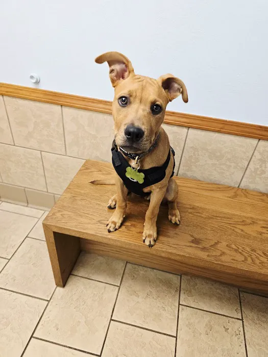 Southside Veterinary Clinic Picture 10