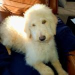 Vetco Vaccination Clinic