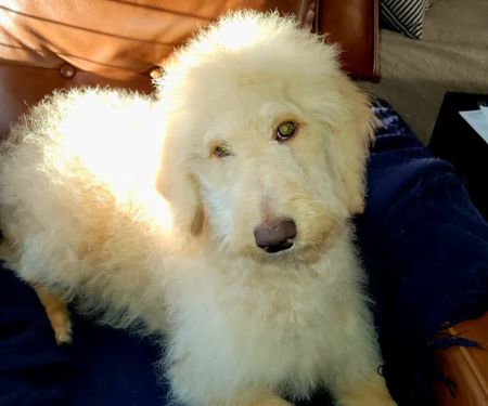 Vetco Vaccination Clinic