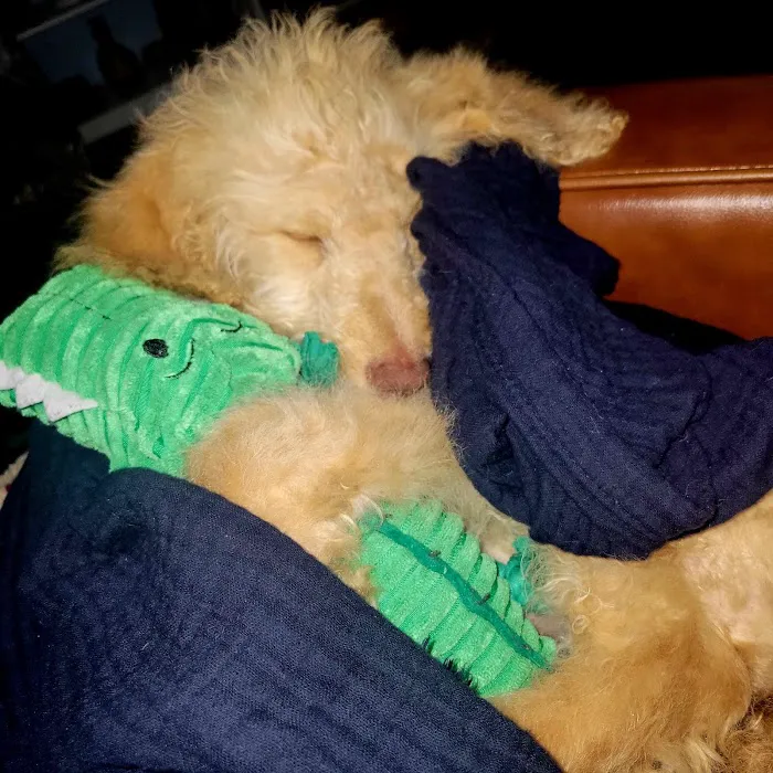 Vetco Vaccination Clinic Picture 3