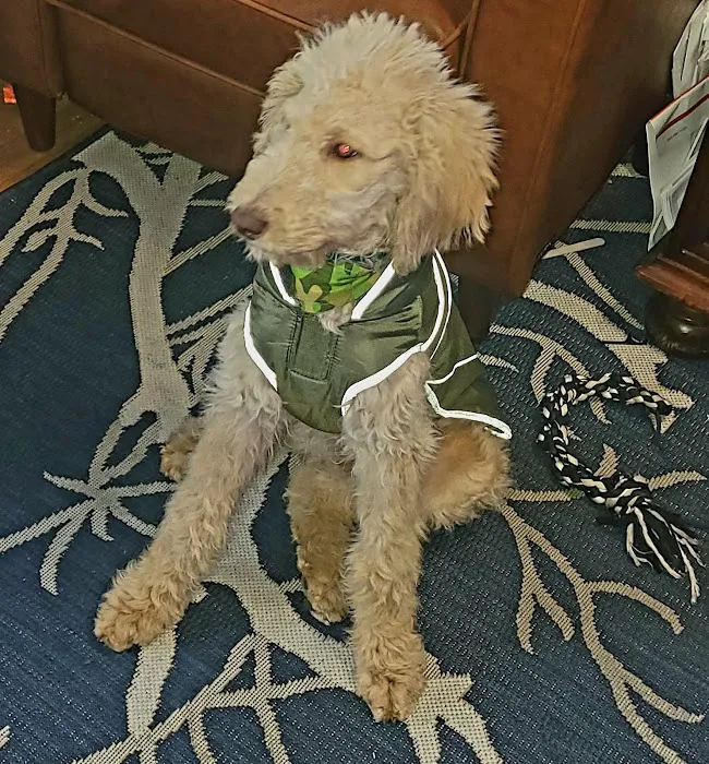 Vetco Vaccination Clinic Picture 4