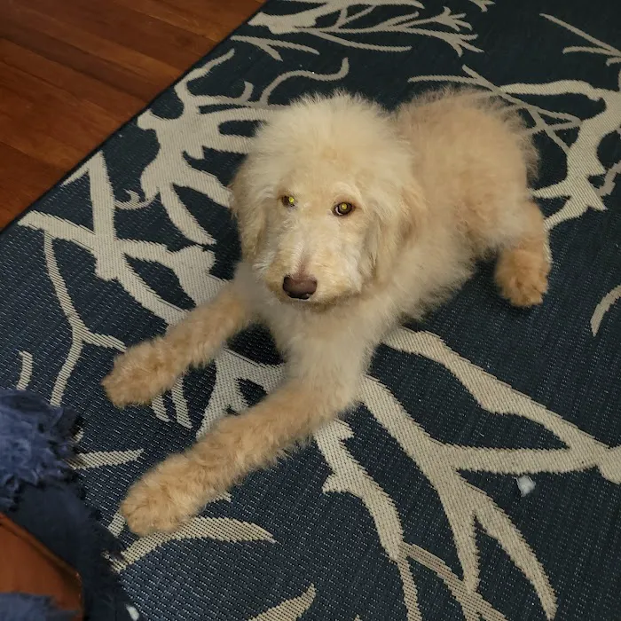 Vetco Vaccination Clinic Picture 2