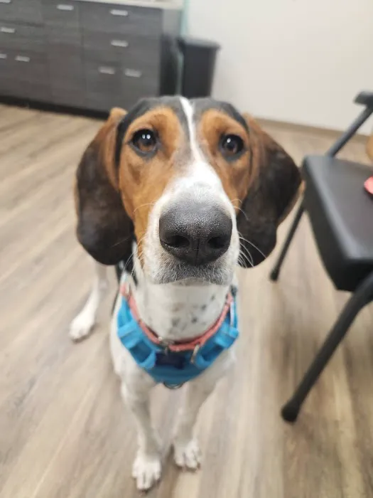 South Tulsa Veterinary Hospital Picture 1