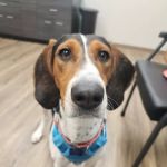 South Tulsa Veterinary Hospital