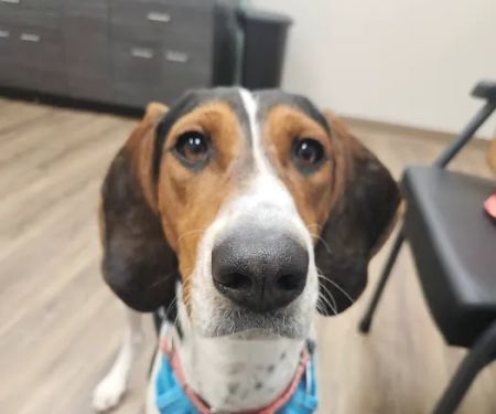 South Tulsa Veterinary Hospital