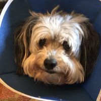 Southern Hills Veterinary Hospital ico