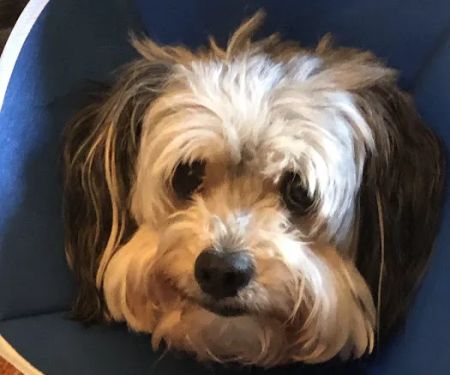 Southern Hills Veterinary Hospital