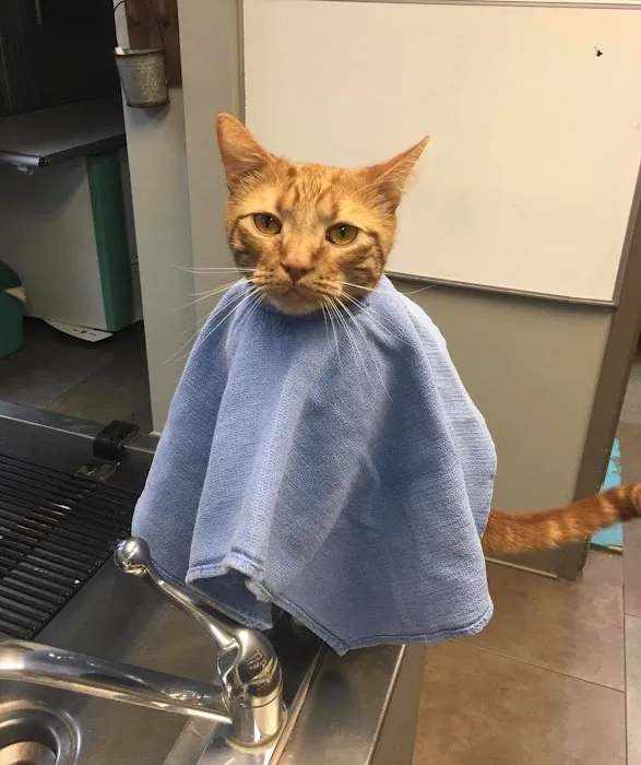 Southern Hills Veterinary Hospital Picture 6