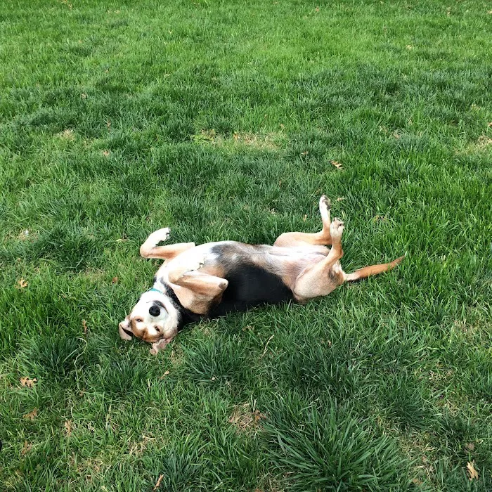 Southern Hills Veterinary Hospital Picture 9