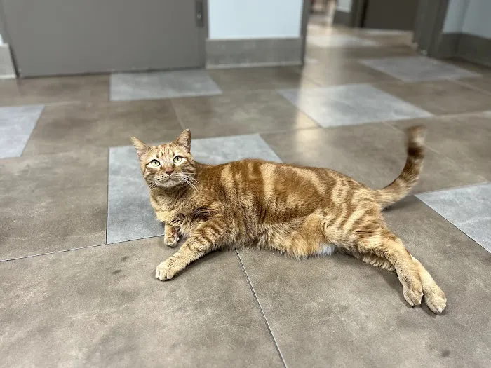 Southern Hills Veterinary Hospital Picture 10