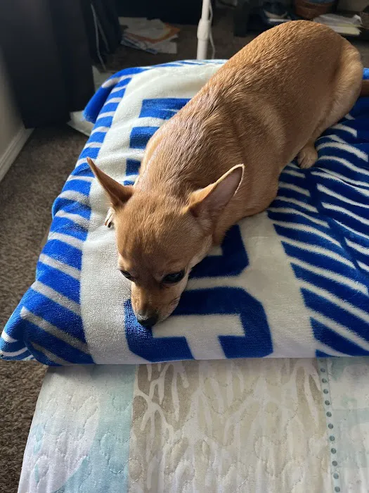 Banfield Pet Hospital Picture 1