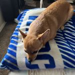 Banfield Pet Hospital