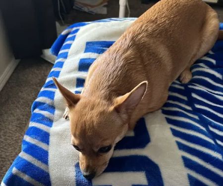 Banfield Pet Hospital