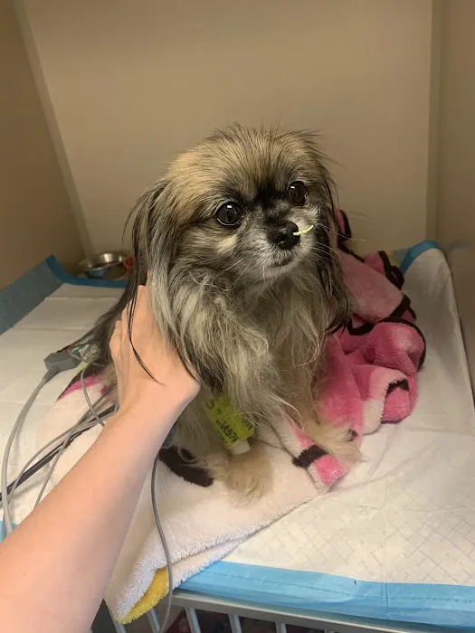 Oklahoma Veterinary Specialists Picture 3