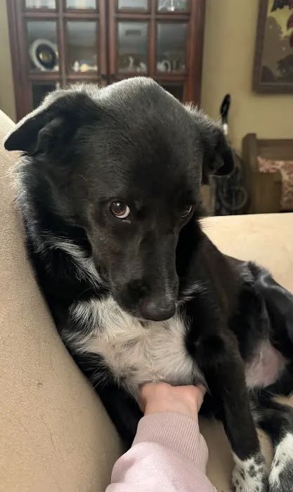 Oklahoma Veterinary Specialists Picture 4