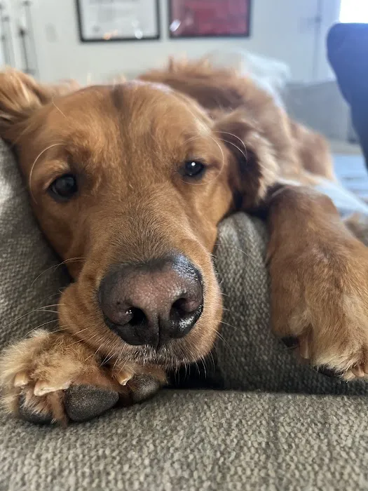 Oklahoma Veterinary Specialists Picture 2