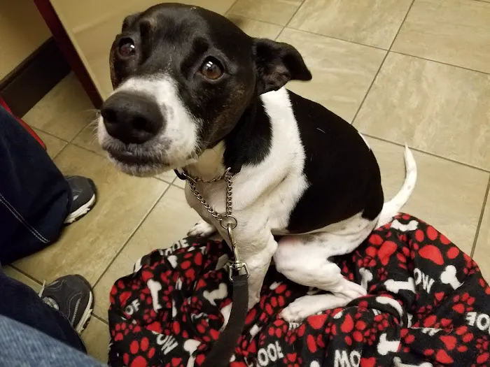 Oklahoma Veterinary Specialists Picture 6