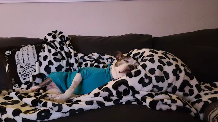 Oklahoma Veterinary Specialists Picture 10