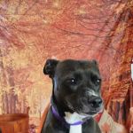 Hammond Animal Hospital