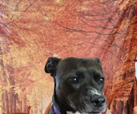 Hammond Animal Hospital