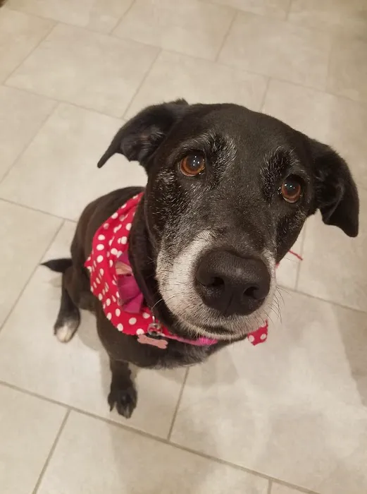 Hammond Animal Hospital Picture 4