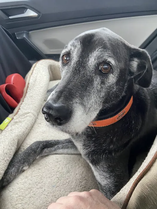 Hammond Animal Hospital Picture 5