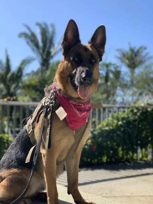 Fort Smith Animal Emergency Picture 4