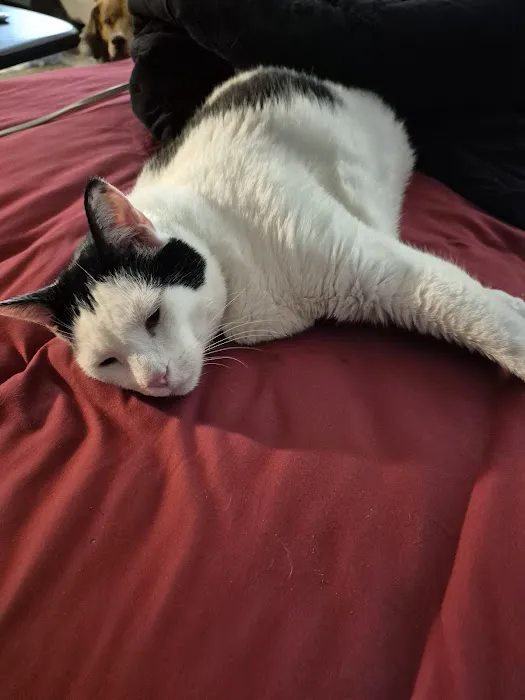 Fort Smith Animal Emergency Picture 1