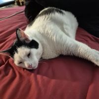 Fort Smith Animal Emergency ico