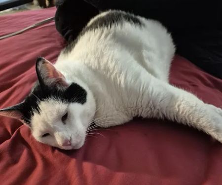 Fort Smith Animal Emergency