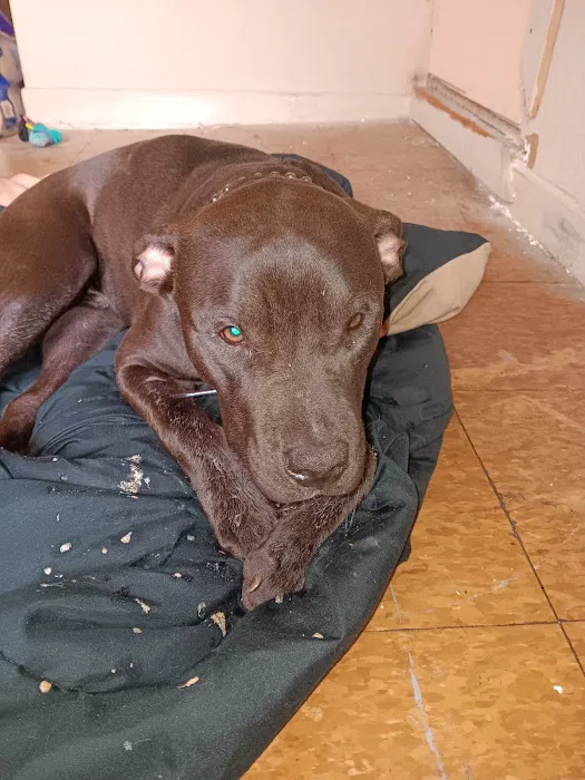 Fort Smith Animal Emergency Picture 7