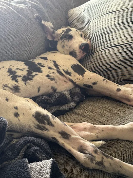 Fort Smith Animal Emergency Picture 6