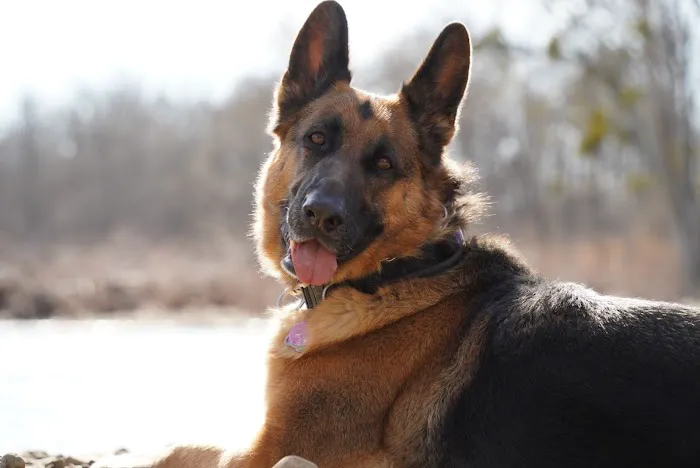 Fort Smith Animal Emergency Picture 5