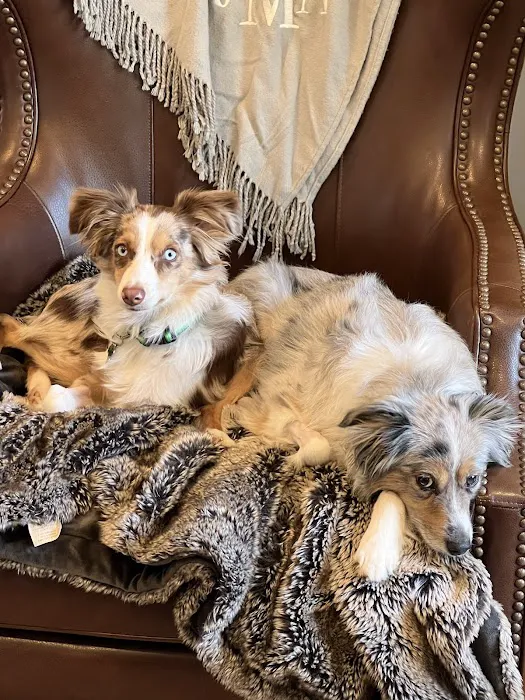 Fort Smith Animal Emergency Picture 8