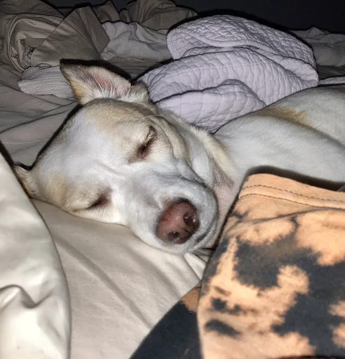 Fort Smith Animal Emergency Picture 9