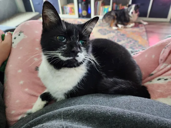 Fort Smith Animal Emergency Picture 10