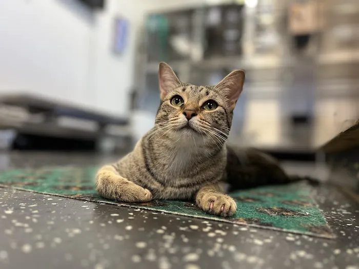 Fort Smith Veterinary Wellness and Urgent Care Picture 2