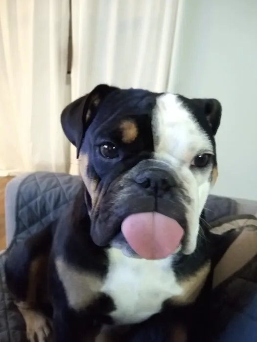 Fort Smith Veterinary Wellness and Urgent Care Picture 1